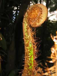 Elecho