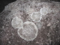 c.dragon - 1